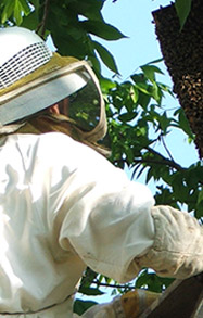 Beekeeper Image