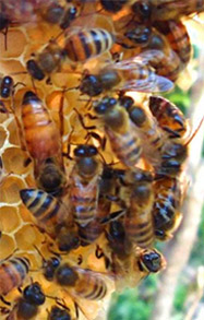 Bees on a Hive Image