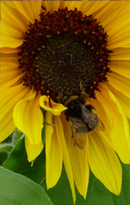 Bee on a Sunflower Image
