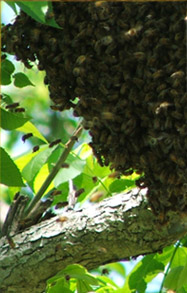 Swarm of Bees Image
