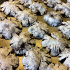 Crinkle Cookies image